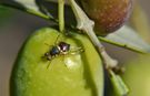 Zeytin Sineği Mücadelesi Ne Zaman Yapılır?