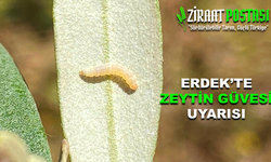 Zeytin Çiçeklerinde Güve Larvası Görüldü