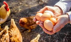 FON KESİNTİSİ KALDIRILDI, YUMURTA İHRACATÇISI RAHATLADI