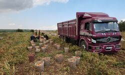 KARACABEY'DE SEZONUN İLK SANAYİ DOMATESİ HASAT EDİLDİ
