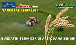 ÜLKER VE SABANCI İŞBİRLİĞİYLE, BUĞDAY ARTIK DAHA BESLEYİCİ