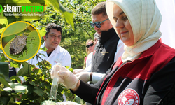Düzce Tarım İl Müdürü Uyardı: Kahverengi Kokarcaya Dikkat