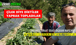Orhaneli'ye Çilek Diktiler, Yaprak Topladılar