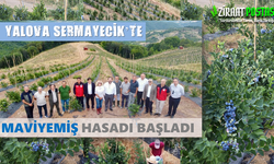 Yalova Sermayecik'te Maviyemiş Hasadı Başladı