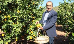 EGE BÖLGESİ NARENCİYE REKOLTESİNDE YÜZDE 34’LÜK AZALIŞ