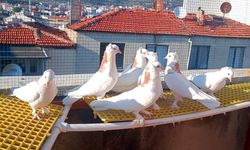 Güvercin Yetiştiriciliğinin Sosyoekonomik Analizi