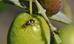 Zeytin Sineği Mücadelesi Ne Zaman Yapılır?