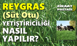 REYGRAS OTU YETİŞTİRİCİLİĞİ NASIL YAPILIR?