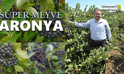 YALOVA’NIN 24 AYAR ALTINI: SÜPER MEYVE ARONYA