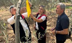 Zeytin sineğiyle mücadele için tuzak dağıtıldı
