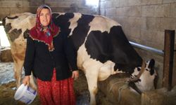 Antep'li Kadın Girişimcinin Hayvancılıkta Başarı Öyküsü