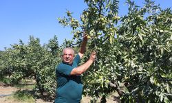 Kuraklık Mandalina Verimini Yarıya Düşürdü, Fiyatlar Arttı