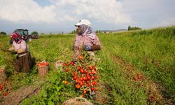Depremlerle Sarsılan Sındırgı'da Domates Hasadı Devam Ediyor