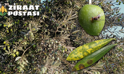 Zeytin Sineği ve Halkalı Leke İçin Mücadele İlanı Verildi
