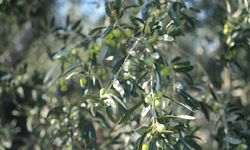 Ayvalık Ticaret Odası: Zeytinyağında hedefimiz markalaşmak