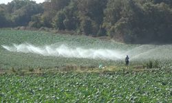 Bafra Ovası’nda 100 bin dekar alana kışlık sebze dikiliyor