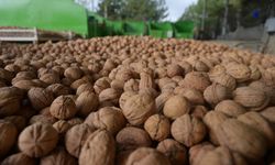 Denizli'de sezonun ilk ceviz hasadı Tavas'ta yapıldı