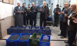 Gemlik Katırlı Kooperatifi Zeytin Alım Fiyatlarını Açıkladı