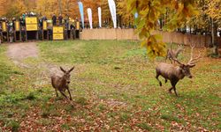 Kocaeli'de yedi kızıl geyik daha doğaya salındı.