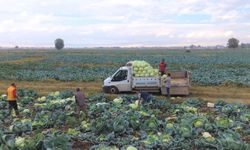 Muş Ovası'nda 3 bin dekar alanda lahana hasadı başladı