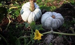 Beyaz Elmas Sofralarda: Sakarya’da Bal Kabağı Hasat Zamanı