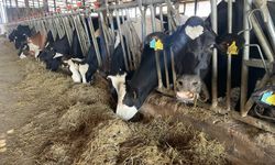 Şap ve Üç Gün Hastalığı Arttı, Kırmızı Et Fiyatları Düştü