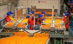 Satsuma mandalinanın ihracat yolculuğu 17 Ekim’de başlıyor