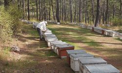 Türk Çam Balı Coğrafi İşaretle Dünyaya Açılmaya Hazırlanıyor