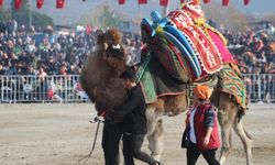 Milyonluk develer arenaya gelin gibi hazırlanıyor