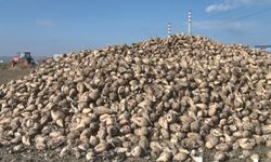 Polatlı’da pancar mesaisi hızlandı: En büyük sorun susuzluk