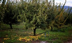 Sakarya'da ayva bahçelerini don vurdu, ağaçlarda ayva yok
