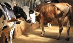 Şap hastalığında küflü domates ve idrar kullanmayın uyarısı