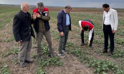 Tekirdağ’da Anıza Ekimle Kanola Gelişimi Takipte