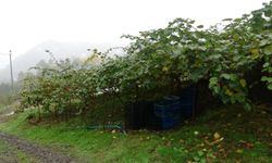 Trabzon'lu üretici dertli: İran kivisi piyasayı ucuzlatıyor