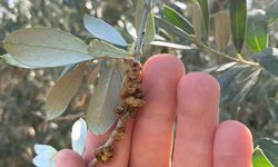 Zeytin Üreticilerine Bordo Bulamacı Uygulaması Uyarısı Geldi