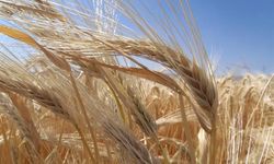TMO Açıkladı: Türkiye’de Arpa Ekim Alanları Genişliyor