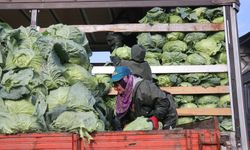 Sakarya’da Kadınlar Soğukta Tarladan Sofraya Emek Veriyor