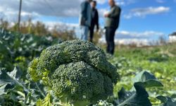 İznik'te Tarlada 5 TL Olan Brokoli, Pazar Tezgahında 70 TL