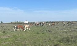 Tekirdağ'da 9 büyükbaş hayvan şap riskiyle kesime gönderildi