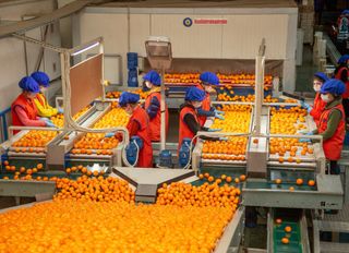 SATSUMA MANDALİNASINDA İHRACAT YOLCULUĞU 17 EKİM'DE BAŞLIYOR