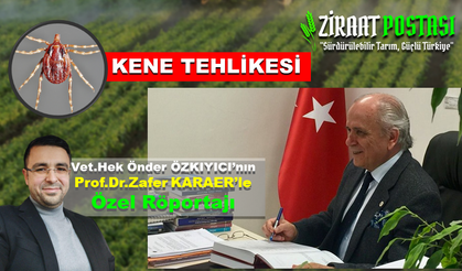 Kene Tehlikesi ve Alınacak Tedbirler