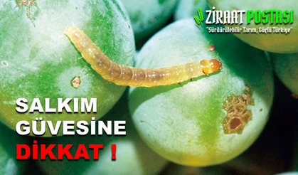 BAĞLARDA SALKIM GÜVESİNE DİKKAT!