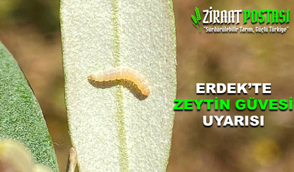 Zeytin Çiçeklerinde Güve Larvası Görüldü