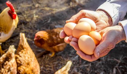 FON KESİNTİSİ KALDIRILDI, YUMURTA İHRACATÇISI RAHATLADI