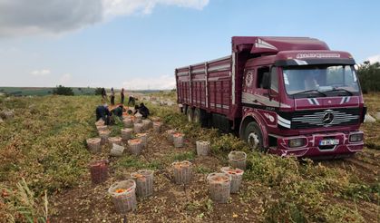 KARACABEY'DE SEZONUN İLK SANAYİ DOMATESİ HASAT EDİLDİ