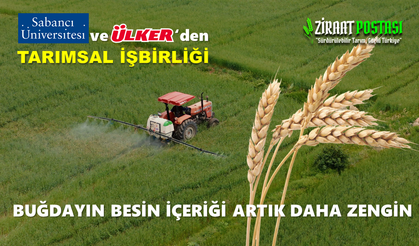 ÜLKER VE SABANCI İŞBİRLİĞİYLE, BUĞDAY ARTIK DAHA BESLEYİCİ
