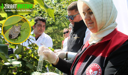Düzce Tarım İl Müdürü Uyardı: Kahverengi Kokarcaya Dikkat