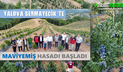 Yalova Sermayecik'te Maviyemiş Hasadı Başladı