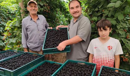 BURSA - KESTEL'DE BÖĞÜRTLEN HASADI BAŞLADI