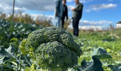 İznik'te Tarlada 5 TL Olan Brokoli, Pazar Tezgahında 70 TL